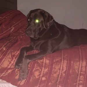 Meet your Posher, Nolan